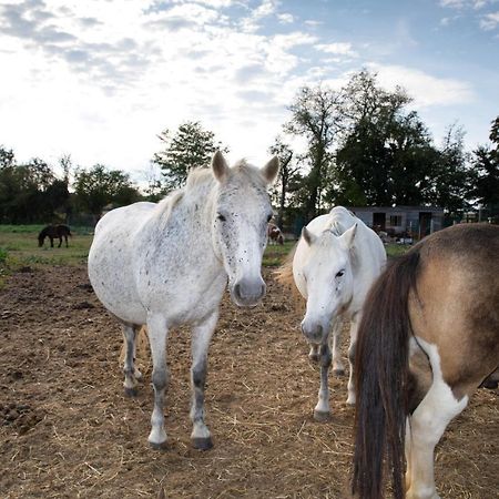 MontjavoultLa Ferme Des Nonainsアパートメント エクステリア 写真